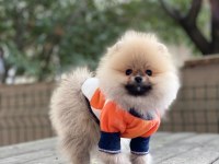 Pomeranian boo