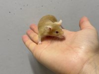 Lab - Rat - Dumbo Rat - Panda Mice Adrese Teslim Mevcut
