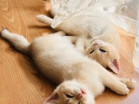 Şecereli british shorthair AY-12