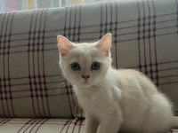 British iran chinchilla