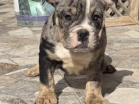 Egzotik ingiliz bulldog yavrularımız