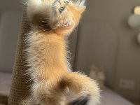 Ny11 Ny12 golden mükemmel kalite british longhair