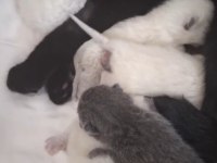 Rezerve açık scottish fold yavrular