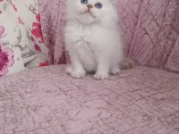 British Longhair Golden point Erkek