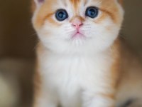 Altın Parlaklığında Golden British Shorthair 