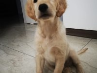1. Kalite Safkan Golden Retriever Yavru