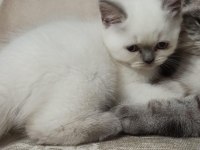 Prensesimiz dişi blue point british shorthair