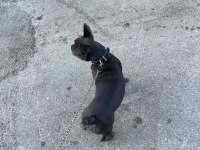 Bulldog Kızım moi 6 aylık sahiplendiriyoruz sevgi delisi