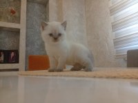 Beyaz British Shorthair Prens