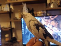 Ele alışkın sultan papağanı