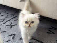 British longhair mavi göz bebekler