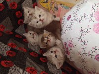 British shorthair yavrularımız yeni yuvalarını arıyorlar