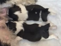 Shih tzu şecereli