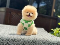 Sağlık ve ırk garantili pomeranian boo yavru