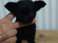 1 Lokma Bebek Chihuahua