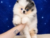 Pomeranian Mavi Gözlü Merle