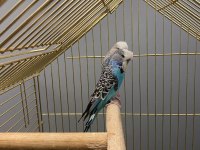 SHOW JUMBO MUHABBET KUŞU