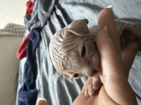 Yavru sphynx