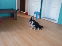 Pomeranian Süper Mariolar