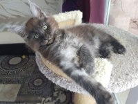 Maine coon erkek black smoke wcf