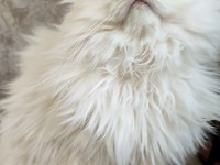 Şecereli cy1133 erkek british longhair yavrum