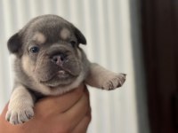 EGZOTİK FRENCH BULLDOG YAVRULARIMIZ REZERVE AÇILMIŞTIR