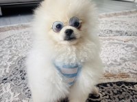 Erkek Pomeranian Boo