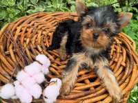 Teacup Yorkshire Terrier