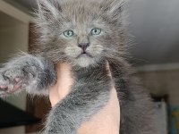 Dev boyda erkek maine coon