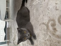 Ücretsiz sahiplendirme için sucak bir yuva arıyorum