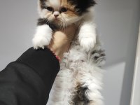 ÜST KALİTE 0 BURUN İRAN KEDİSİ BEBEKLER