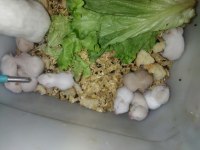 BURSA HAMSTER YAVRULAR