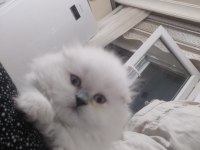 5 Aylık yeni yuvasına hazır kedim