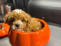 Maltipoo canlarım ev üretimi