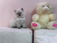 KOCA KAFA KEDİLERİMİZ ORJINAL SAFKAN BEBEKLER