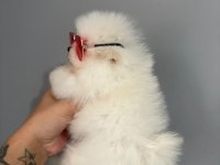 Teacup pomeranian boo erkek