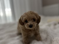 Tuvalet Eğitimli Sıfır Boy Maltipoo