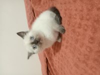 British Shorthair Dişi