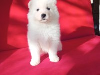 Samoyed Bebekler