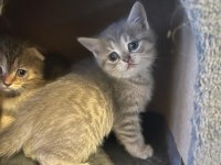 4 tane scottish kedi yavrusu 2 dişi ve 1 erkek