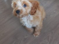 Tarçın 6 aylık maltipoo