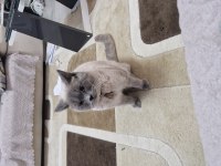 British shorthair bende buradayım evimi arıyorum