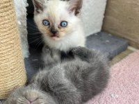 Mavi gözlü british shorthair yavrularımız