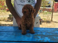RED BROWN KORE TOY POODLE ERKEK