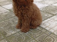 Toy Poodle 4 Aylık Dişi WC Eğitimli