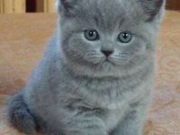 Top kafa a kalite british shorthair bebekler