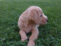 4 aylık aşıları tam eğitimli golden retriever