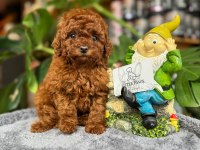 LİTTLEPAWS FARKI İLE TEACUP TOY POODLE BEBEKLER