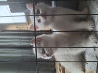 Safkan ve Sevecen British Shorthair Bebişler