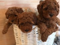 EFSANE TOY POODLE YAVRULARI